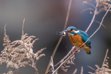 小魚をゲットして満足げなカワセミ成鳥
