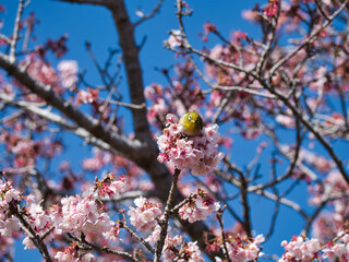 元朝桜とメジロ