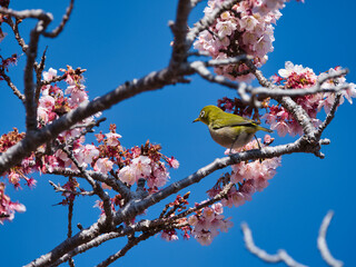 元朝桜とメジロ
