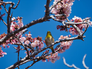 元朝桜とメジロ