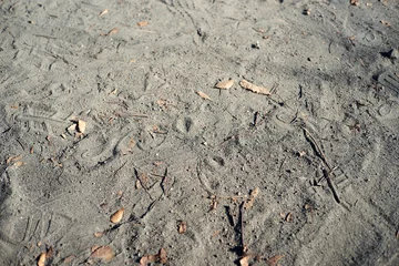 Fotobehang 枯葉の落ちている砂の地面 © Kentaro Hayashi