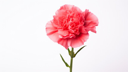 Obraz premium 美しいカーネーション