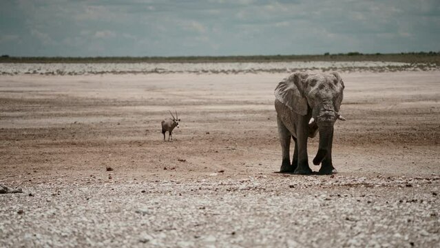 African elephant in the desert.