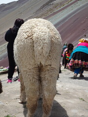 [Peru] Back view of standing alpaca (Vinicunca mountain (Rainbow Mountain))
