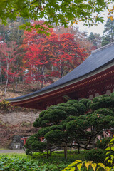 日本　岩手県西磐井郡平泉町にある達谷窟毘沙門堂の金堂と紅葉