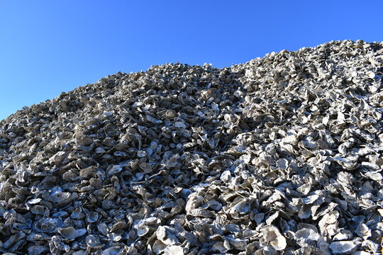 Clear blue sky and large pile of oyster shells.