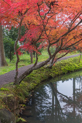 日本　岩手県西磐井郡平泉町にある達谷窟毘沙門堂の紅葉
