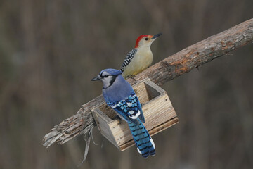 Top bird, male Red Bellied Woodpecker, fighting over food. Jay always loses