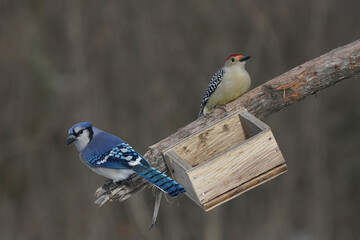 Top bird, male Red Bellied Woodpecker, fighting over food. Jay always loses