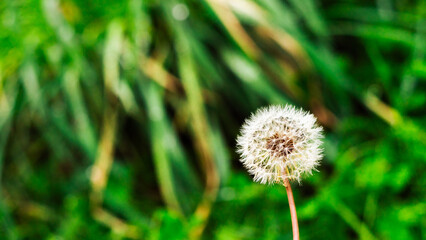 Fototapeta premium Macro photo of lonely dandelion on the green blurred background in summer time.