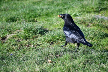 Crow finds a tasty treat.