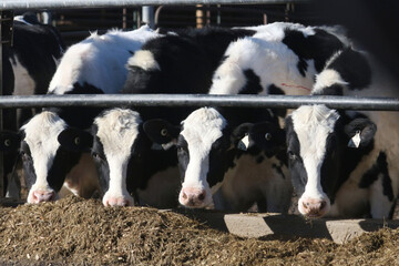 Dairy steers in outdoor feeder in winter
