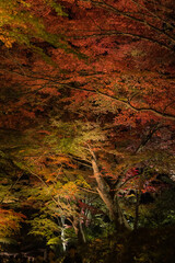 日本　岩手県西磐井郡平泉町にある中尊寺のライトアップされた境内の紅葉