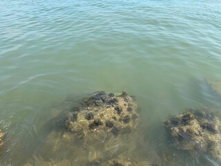 Big sea rock with waves. top view of sea coral rocks
