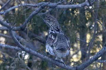 Ruffed Grouse in tree in winter