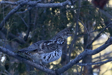 Ruffed Grouse in tree in winter