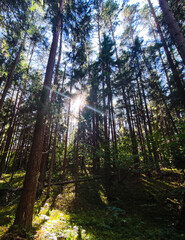 sun rays in the forest