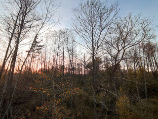 sunset in the forest