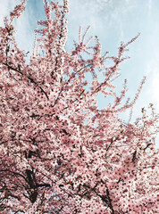 pink cherry blossom