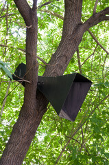 Vintage loudspeaker on a tree