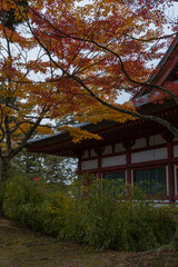 日本　岩手県西磐井郡平泉町にある毛越寺の本堂と紅葉