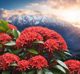 Red Ixora flowers in the Himalayas, Nepal, and Asia