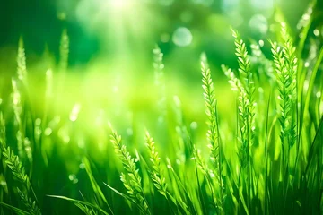 Fotobehang Natural green background of young juicy grass in sunlight with beautiful bokeh. Lush grass close-up in nature outdoors, wide format with copy space. Generative  © Malik