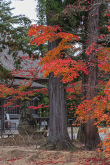 日本　岩手県西磐井郡平泉町にある毛越寺庭園の常行堂と紅葉