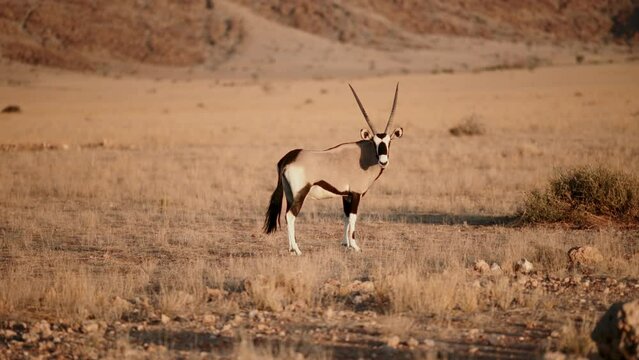 Beautiful african oryx in the wild.