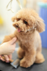 ブラッシングをしてもらっているトイプードル