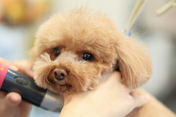 トリミングをしてもらっているトイプードル