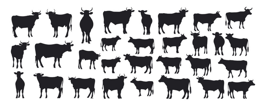 collection set vector cow cartoon silhouette icon illustration isolated on white background. Hand drawn vector illustration.