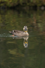 日本　岩手県一関市を流れる砂鉄川沿いの渓谷、猊鼻渓を泳ぐ鴨