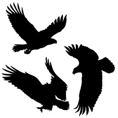 eagle in flight 