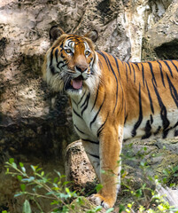 Indochinese tiger standing in tropical nature