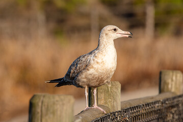 California Seagulls, Closeup Views, Standing, Flying, Stretching, Common Seagull