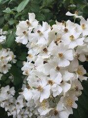 Tree blossom white flowers