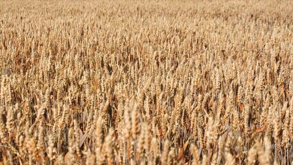 At noon rhythmic dance of wheat stems brushed in golden hue by sun. Wheat stalks gently oscillate...