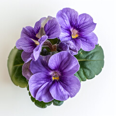 African Violet on White