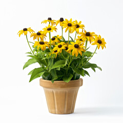 Black eyed Susan plant isolated on white