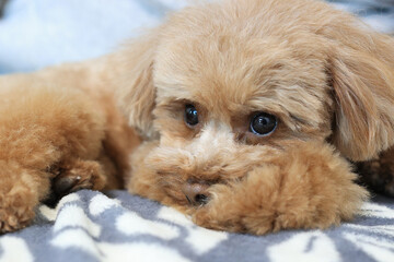 おすましするトイプードル