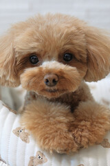 おすましするトイプードル