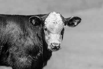 Black and white calf