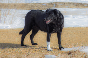 Black dog standing on gravel road