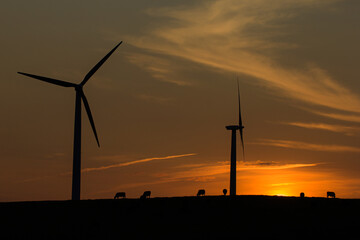 Obraz premium wind turbines at sunset with grazing cows