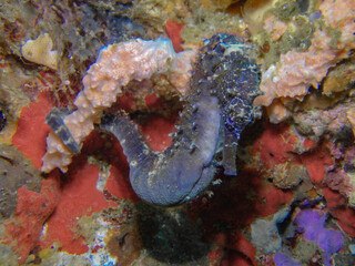Black seahorse