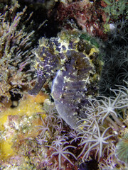 Black seahorse