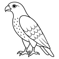 hawk