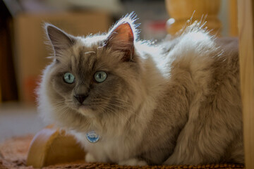 Ragdoll kitten playing and relaxing in the sunlight 