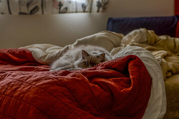 Ragdoll kitten playing and relaxing in the sunlight 